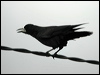 rook_05454
