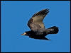 rook_140650
