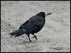 rook_19358