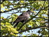 rook_54527