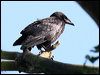 rook_54539