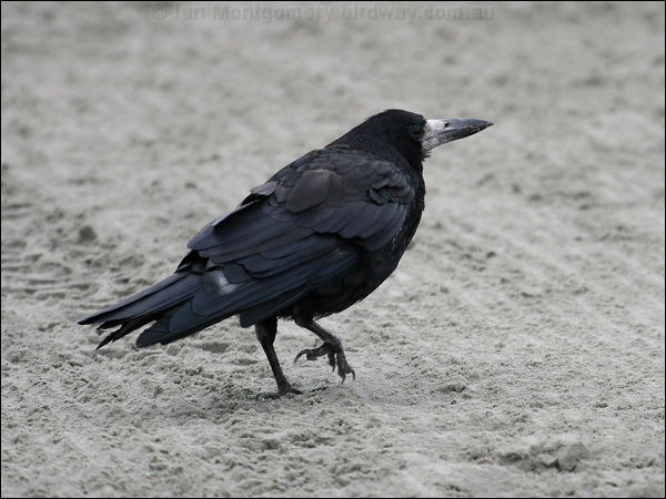 Rook rook_19358.jpg