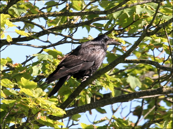 Rook rook_54527.jpg