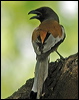 Click here to enter gallery and see photos/pictures/images of Rufous Treepie