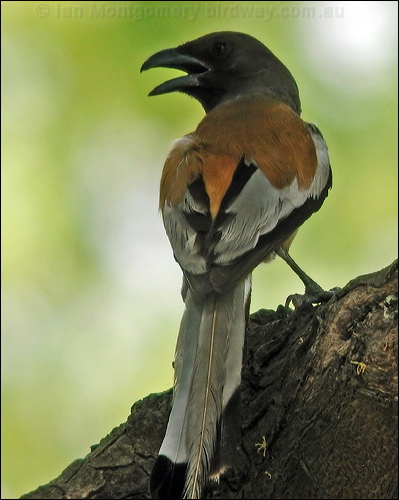 Rufous Treepie rufous_treepie_119967.jpg