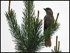 siberian_jay_143859