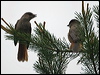 siberian_jay_143865