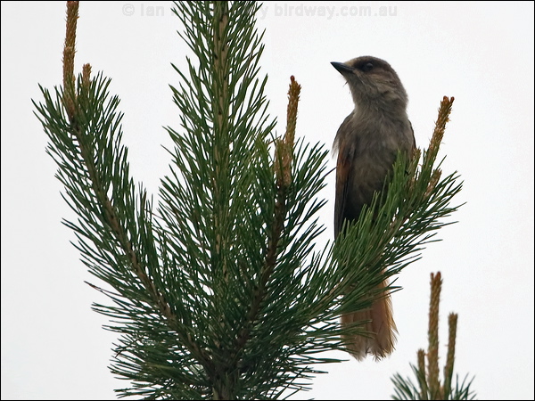 Siberian Jay siberian_jay_143859.psd