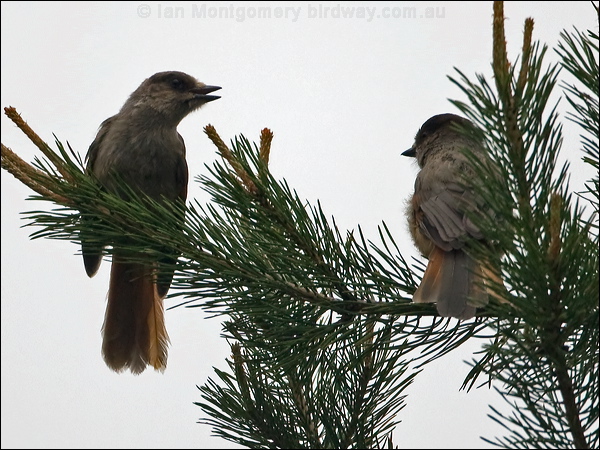 Siberian Jay siberian_jay_143865.psd