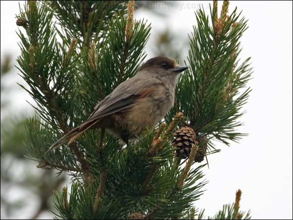 Siberian Jay siberian_jay_143873.psd
