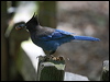 stellers_jay_65957