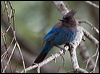 stellers_jay_67822