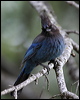 stellers_jay_67824