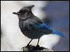 stellers_jay_68951