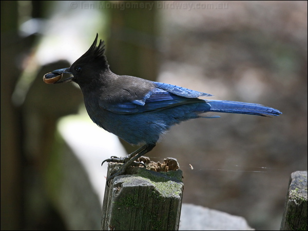 Steller's Jay stellers_jay_65957.jpg
