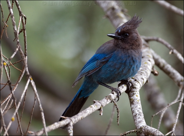 Steller's Jay stellers_jay_67822.tif