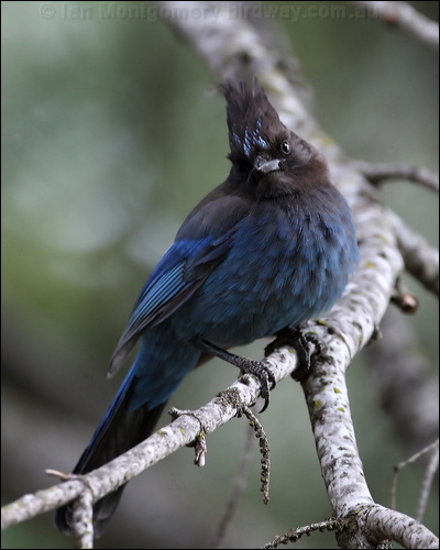 Steller's Jay stellers_jay_67824.psd