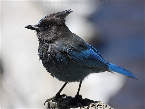 Steller's Jay stellers_jay_68951.psd