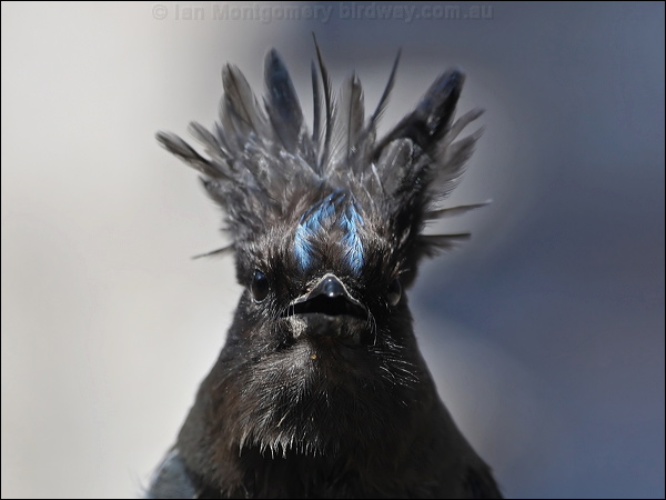 Steller's Jay stellers_jay_68964.psd