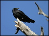 torresian_crow_10301