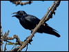 torresian_crow_105160