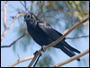 torresian_crow_115237