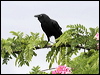 torresian_crow_44536