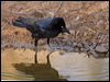 torresian_crow_93714