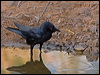 torresian_crow_93716