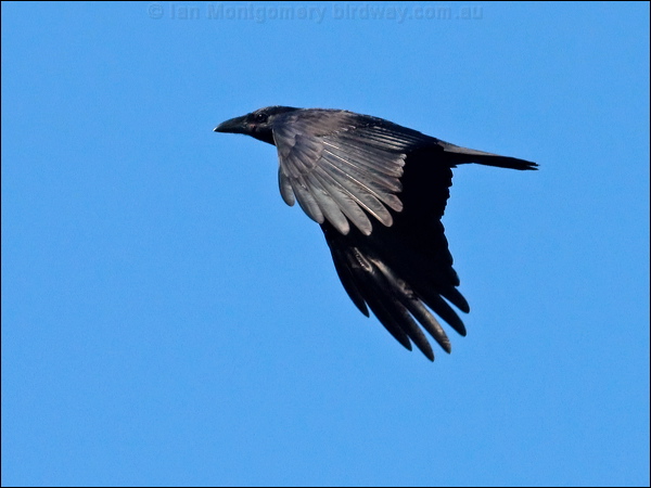 Torresian Crow torresian_crow_105146.psd