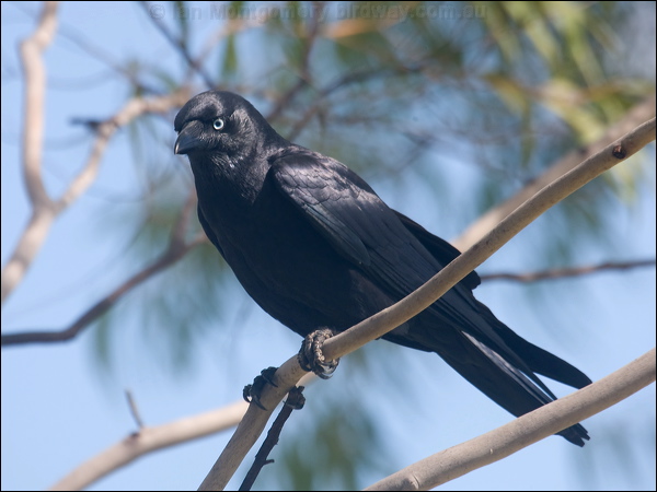 Torresian Crow torresian_crow_115237.psd
