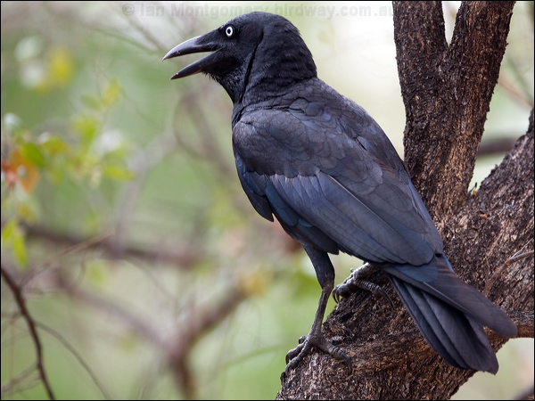 Torresian Crow torresian_crow_92065.psd