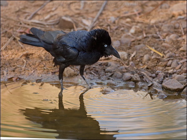 Torresian Crow torresian_crow_93714.psd