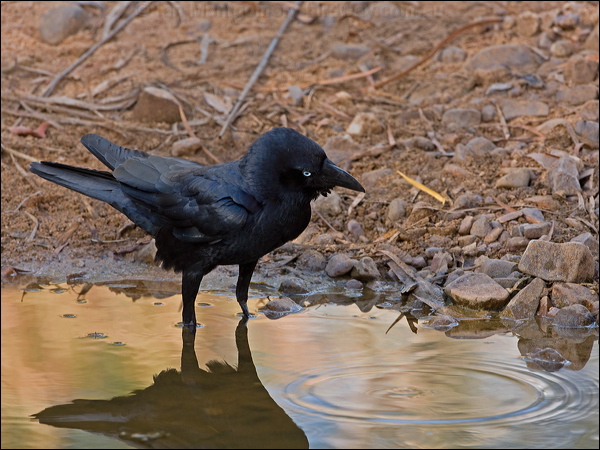 Torresian Crow torresian_crow_93716.psd