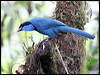 Click here to enter gallery and see photos/pictures/images of Turquoise Jay