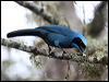 turquoise_jay_24986