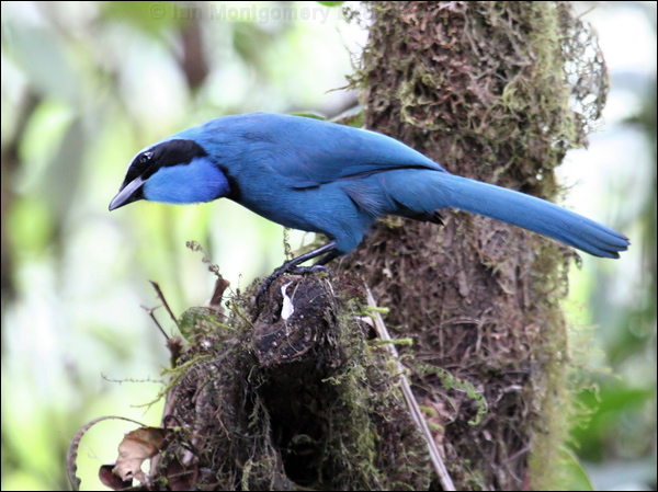 Turquoise Jay turquoise_jay_24520.jpg