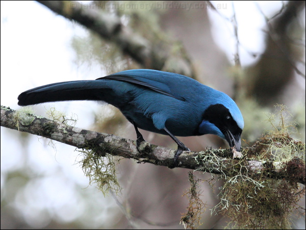 Turquoise Jay turquoise_jay_24986.jpg