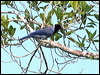 Click here to enter gallery and see photos/pictures/images of Violaceous Jay