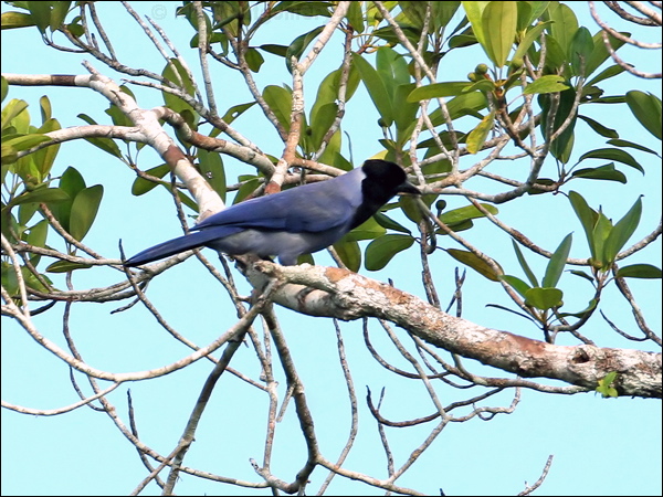 Violaceous Jay violaceous_jay_26666.jpg