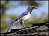 western_scrub_jay_65879