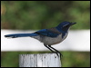 western_scrub_jay_66117