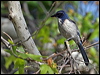 western_scrub_jay_66139