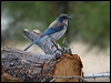 western_scrub_jay_68216