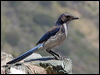 Click here to enter gallery and see photos/pictures/images of Western Scrub-Jay