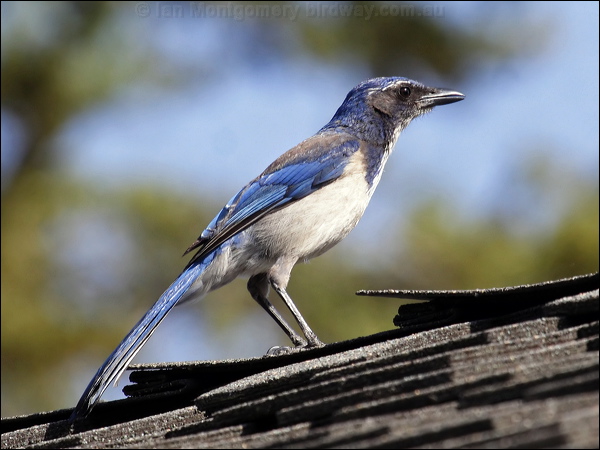 California Scrub Jay western_scrub_jay_65879.psd