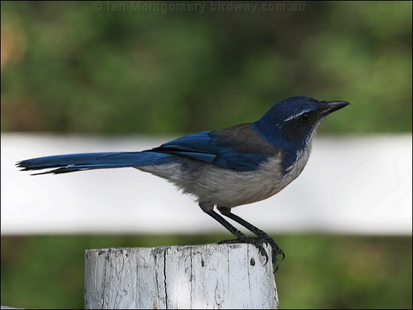 California Scrub Jay western_scrub_jay_66117.psd