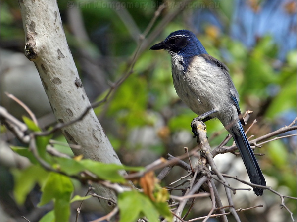 California Scrub Jay western_scrub_jay_66139.psd