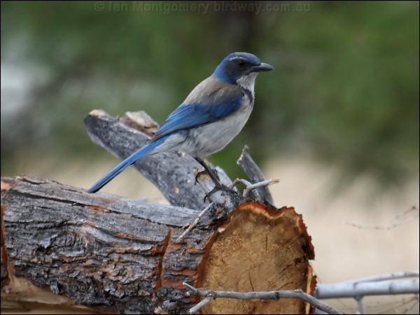 California Scrub Jay western_scrub_jay_68216.psd