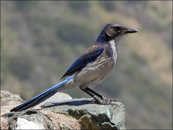California Scrub Jay western_scrub_jay_69356.psd